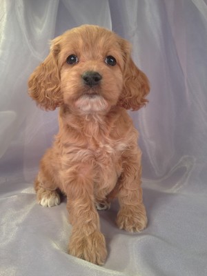 Female cockapoo Puppy for sale #20 DOB 2-16-13|Iowa cockapoo breeders with Cockapoos for sale